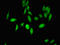 Ubiquitin Protein Ligase E3A antibody, orb400244, Biorbyt, Immunofluorescence image 
