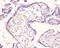 Interleukin 18 Binding Protein antibody, A52126-100, Epigentek, Immunohistochemistry paraffin image 