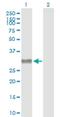 Neuropeptide Y Receptor Y4 antibody, H00005540-B01P, Novus Biologicals, Western Blot image 