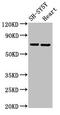 Solute Carrier Family 6 Member 8 antibody, orb401588, Biorbyt, Western Blot image 