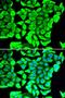 Dermcidin antibody, LS-C346322, Lifespan Biosciences, Immunofluorescence image 