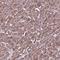 Phospholipase A2 Group IVC antibody, NBP1-85480, Novus Biologicals, Immunohistochemistry frozen image 