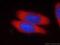 FKBP Prolyl Isomerase 4 antibody, 66040-1-Ig, Proteintech Group, Immunofluorescence image 