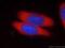 Peptidyl-prolyl cis-trans isomerase FKBP4 antibody, 66040-1-Ig, Proteintech Group, Immunofluorescence image 