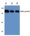 SRBP1 antibody, PA5-36731, Invitrogen Antibodies, Western Blot image 