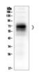 CD46 Molecule antibody, M00377-2, Boster Biological Technology, Western Blot image 
