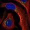 Protein Phosphatase 2 Regulatory Subunit B''Alpha antibody, NBP2-55833, Novus Biologicals, Immunofluorescence image 