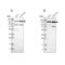 Ubiquitin Specific Peptidase 28 antibody, NBP1-82904, Novus Biologicals, Western Blot image 