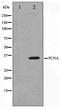 PCNA antibody, TA347457, Origene, Western Blot image 