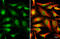 Cyclin Dependent Kinase 6 antibody, GTX103992, GeneTex, Immunofluorescence image 