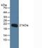 O-6-Methylguanine-DNA Methyltransferase antibody, abx129084, Abbexa, Western Blot image 