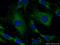 Synaptojanin 1 antibody, 24677-1-AP, Proteintech Group, Immunofluorescence image 