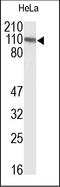 Integrin Subunit Alpha 1 antibody, 251866, Abbiotec, Western Blot image 