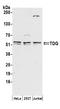 Thymine DNA Glycosylase antibody, A304-365A, Bethyl Labs, Western Blot image 