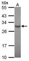 Ret Finger Protein Like 4B antibody, GTX122058, GeneTex, Western Blot image 