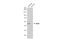 NFKB Activating Protein antibody, GTX120929, GeneTex, Western Blot image 