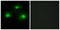 CAMP-Dependent Protein Kinase Inhibitor Alpha antibody, LS-C118960, Lifespan Biosciences, Immunofluorescence image 