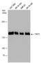 TSC Complex Subunit 1 antibody, GTX130062, GeneTex, Western Blot image 