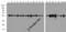 Tubulin Alpha 1a antibody, 7597-biotin, ProSci, Western Blot image 