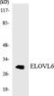 ELOVL Fatty Acid Elongase 6 antibody, LS-C291923, Lifespan Biosciences, Western Blot image 