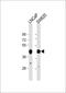 Citrate Synthase antibody, 62-094, ProSci, Western Blot image 