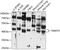 Transmembrane Protein With EGF Like And Two Follistatin Like Domains 2 antibody, 13-668, ProSci, Western Blot image 