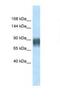 Advillin antibody, NBP1-91606, Novus Biologicals, Western Blot image 