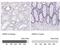 Aquaporin 2 antibody, NBP2-33472, Novus Biologicals, Immunohistochemistry paraffin image 