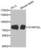 Synaptopodin 2 Like antibody, abx002526, Abbexa, Western Blot image 
