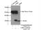 Cyclin Dependent Kinase 2 antibody, 22060-1-AP, Proteintech Group, Immunoprecipitation image 