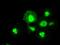 Methylthioribose-1-phosphate isomerase antibody, GTX84084, GeneTex, Immunofluorescence image 