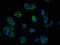 G Protein-Coupled Receptor 39 antibody, LS-C671658, Lifespan Biosciences, Immunofluorescence image 