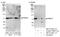 Protein Arginine Methyltransferase 5 antibody, NB110-40571, Novus Biologicals, Western Blot image 