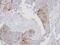 Exportin 7 antibody, PA5-21423, Invitrogen Antibodies, Immunohistochemistry paraffin image 