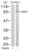 Ribosomal Protein S6 Kinase A5 antibody, GTX50527, GeneTex, Western Blot image 