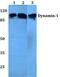 Dynamin 1 antibody, GTX66629, GeneTex, Western Blot image 