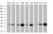 Nitrilase Family Member 2 antibody, MA5-25083, Invitrogen Antibodies, Western Blot image 