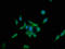 Kelch Like Family Member 12 antibody, LS-C377677, Lifespan Biosciences, Immunofluorescence image 