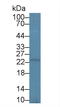 Peroxiredoxin 3 antibody, LS-C295863, Lifespan Biosciences, Western Blot image 