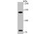 DRF3 antibody, NBP2-80419, Novus Biologicals, Western Blot image 