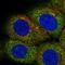 Lipin 3 antibody, HPA070640, Atlas Antibodies, Immunofluorescence image 