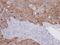 Isopentenyl-Diphosphate Delta Isomerase 1 antibody, NBP1-31477, Novus Biologicals, Immunohistochemistry frozen image 