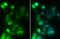 HNF1 Homeobox A antibody, NBP1-33596, Novus Biologicals, Immunocytochemistry image 