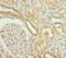 Solute Carrier Family 34 Member 1 antibody, LS-C676508, Lifespan Biosciences, Immunohistochemistry paraffin image 
