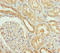 NaPi-2a antibody, LS-C676508, Lifespan Biosciences, Immunohistochemistry paraffin image 