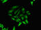 Pancreas Associated Transcription Factor 1a antibody, CSB-PA018967LA01HU, Cusabio, Immunofluorescence image 