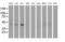 NudE Neurodevelopment Protein 1 Like 1 antibody, MA5-25658, Invitrogen Antibodies, Western Blot image 