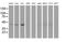 NudE Neurodevelopment Protein 1 Like 1 antibody, MA5-25658, Invitrogen Antibodies, Western Blot image 