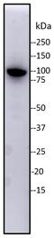 Tripartite Motif Containing 28 antibody, MA1-2023, Invitrogen Antibodies, Western Blot image 