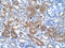 CD36 Molecule antibody, 30-355, ProSci, Immunohistochemistry paraffin image 